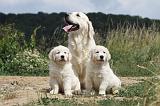 GOLDEN RETRIEVER 621